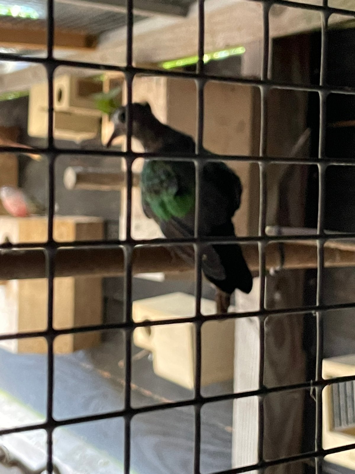 Groenvleugelduif jong, Dieren en Toebehoren, Vrouwelijk
