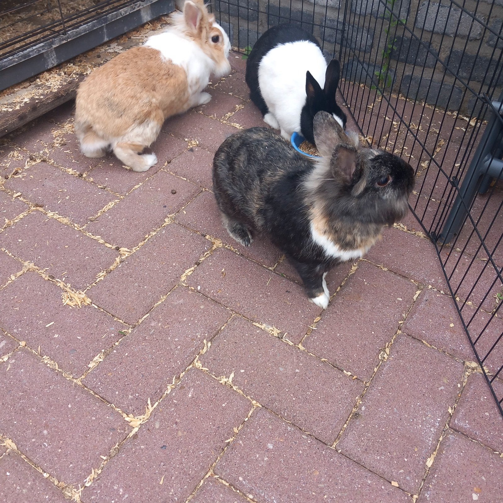 konijntjes, Dieren en Toebehoren, Konijnen, Meerdere dieren