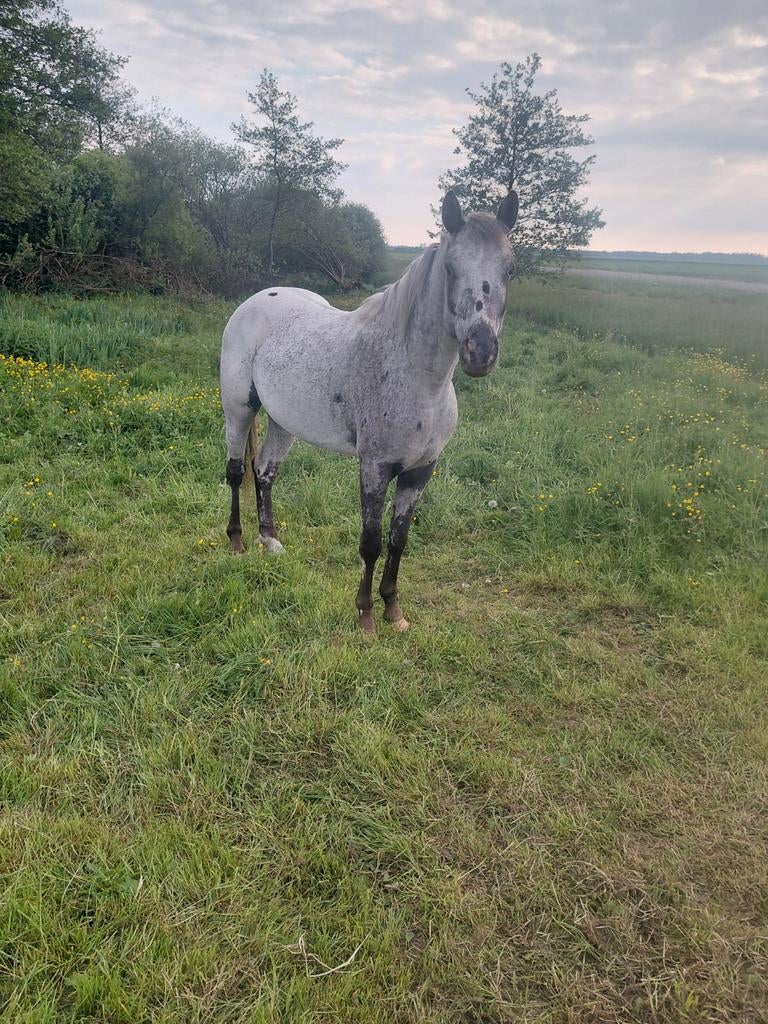 Te koop fewspot dek hengst d pony, Dieren en Toebehoren, Hengst
