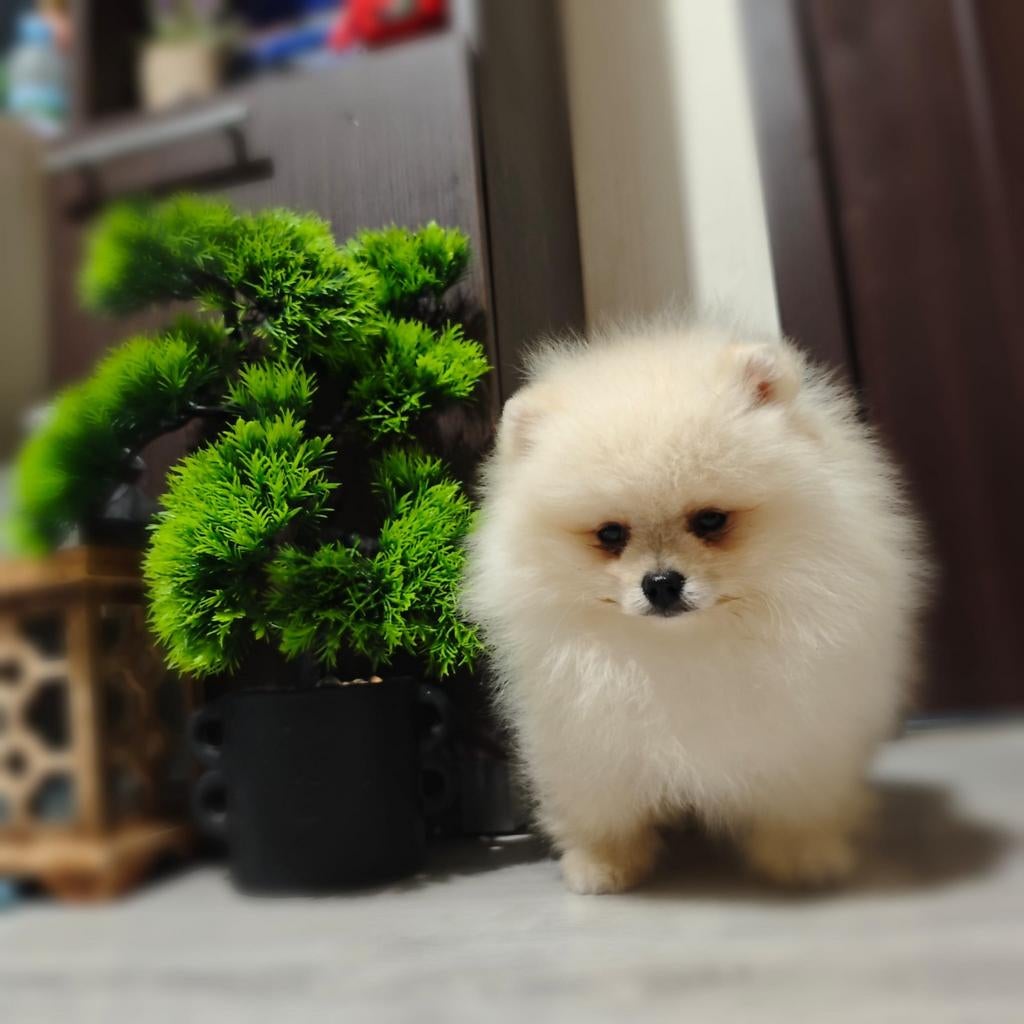 Pomeriaan pups, Particulier, Keeshond, 15 weken tot 1 jaar, Reu