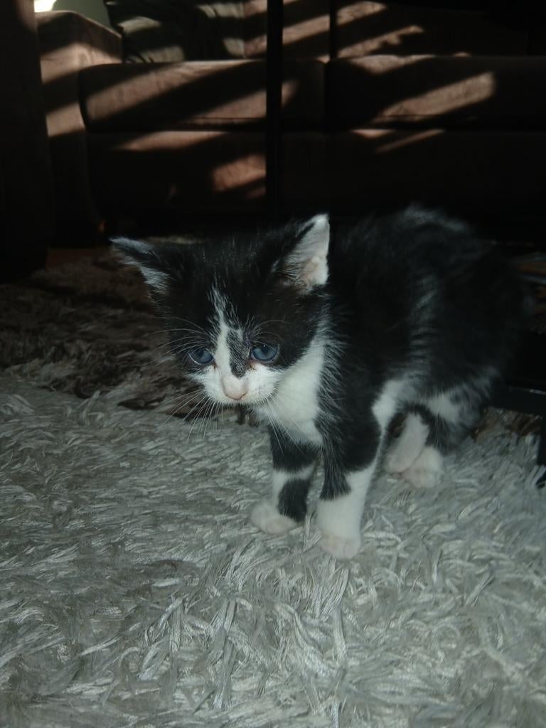 Kittens, Dieren en Toebehoren