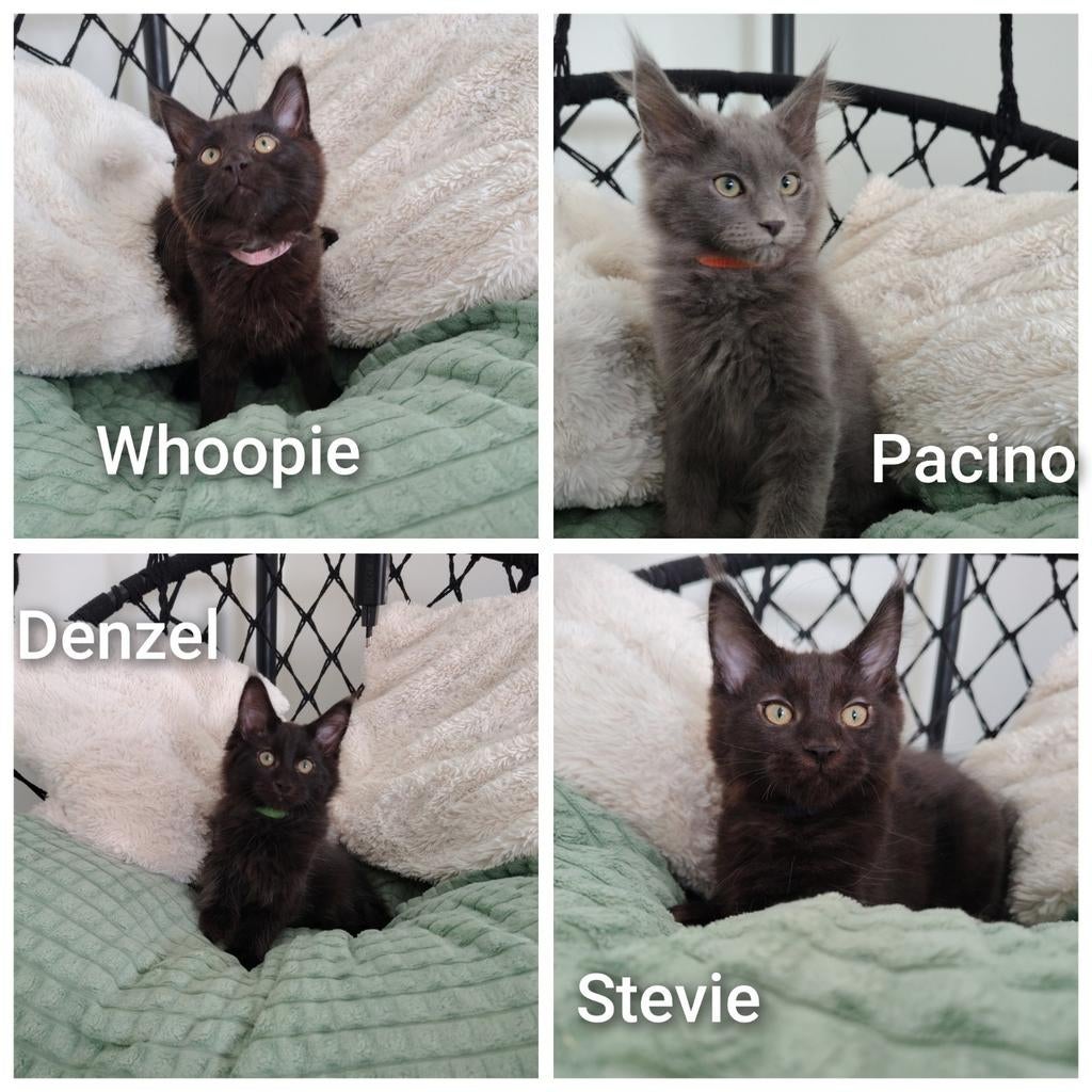 Maine Coon kittens met stamboom, Dieren en Toebehoren, Katten en Kittens | Overige Katten, Meerdere dieren, Langharig, 0 tot 2 jaar