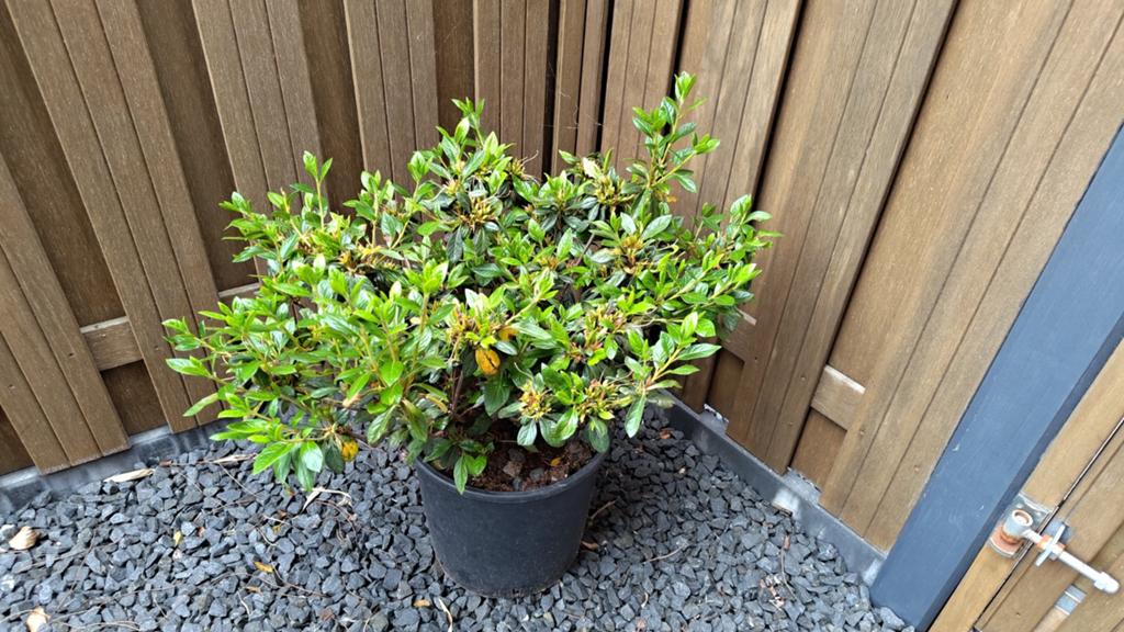 Azalea Indica 'Mistral' - Winterharde Azalea, Overige soorten, Vaste plant, Ophalen of Verzenden, Halfschaduw