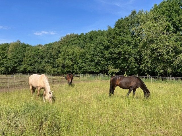 Plek vrij op PP in Rucphen, Dieren en Toebehoren, Weidegang