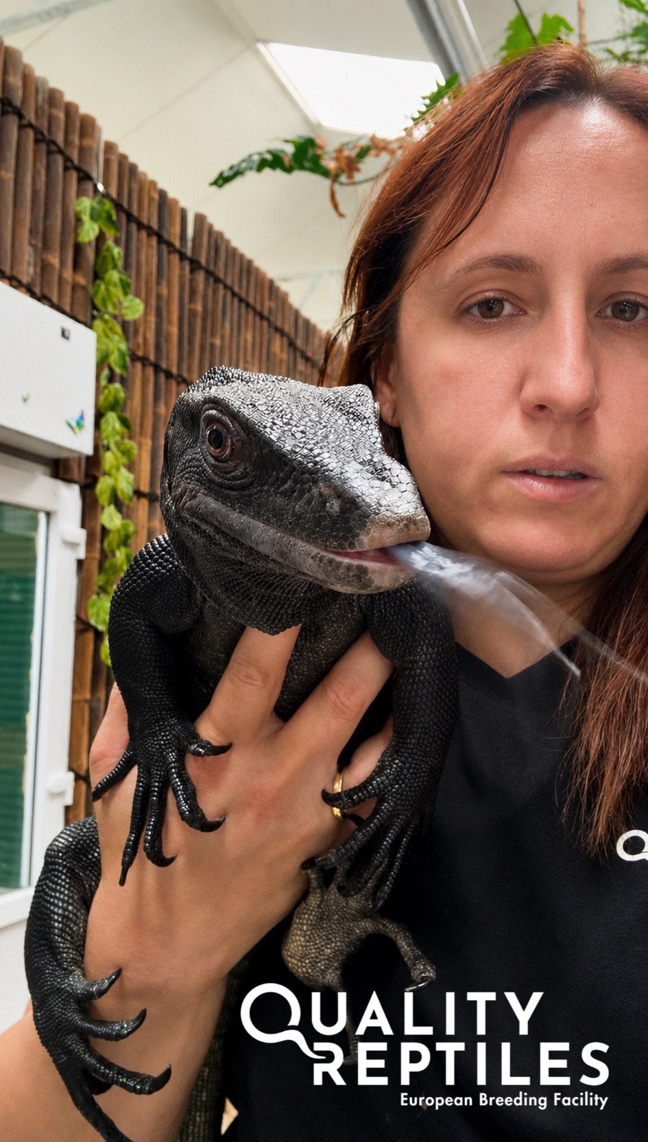 Nakweek 2024 en 2025 zwarte water varaan mannetjes Monitor Lizard - male for sale from Quality Reptiles