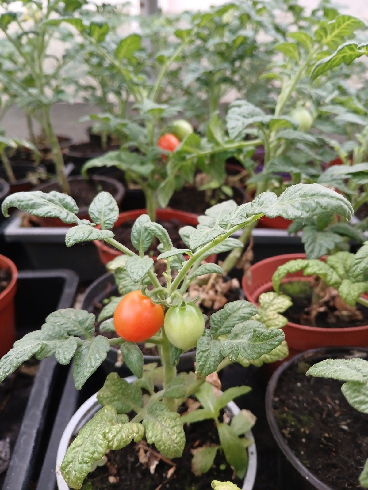 Tomatenplanten, Ophalen of Verzenden, Overige soorten, Volle zon