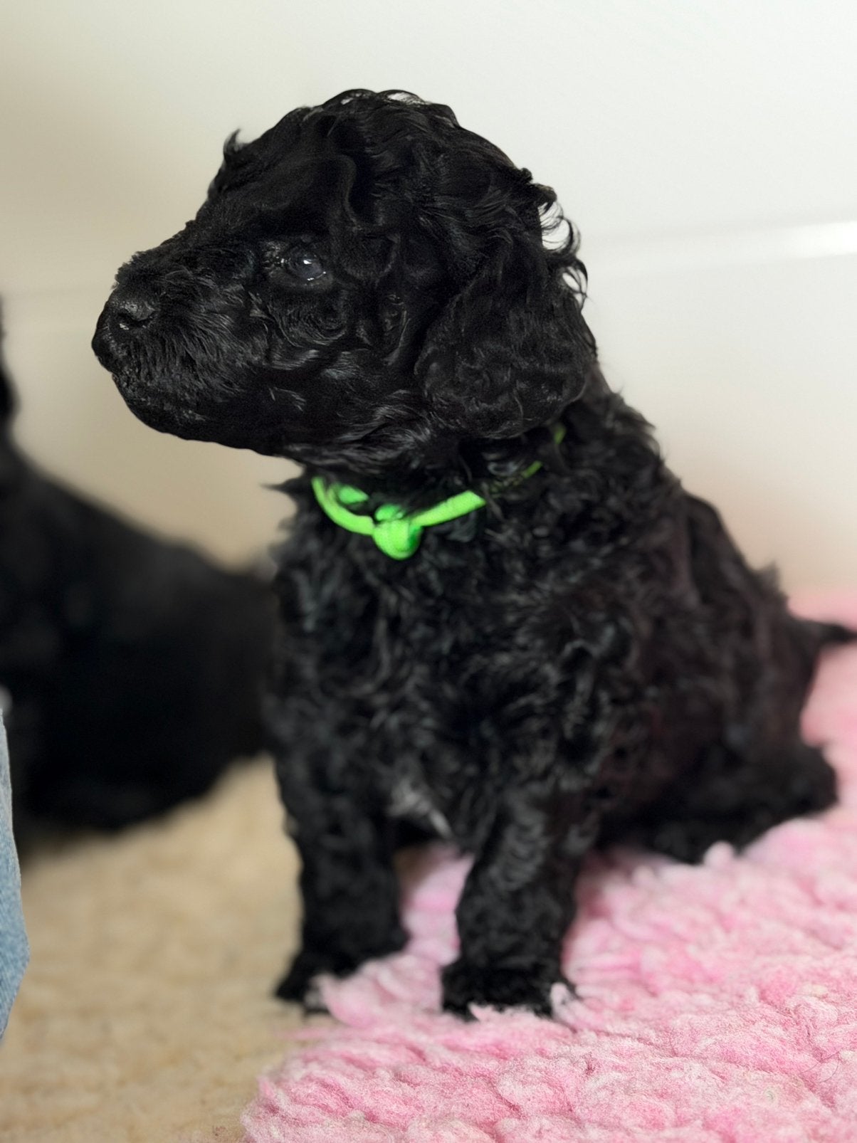 Mini (Australian) labradoodle pups 🐾, Overige rassen, CDV (hondenziekte), 8 tot 15 weken, Meerdere
