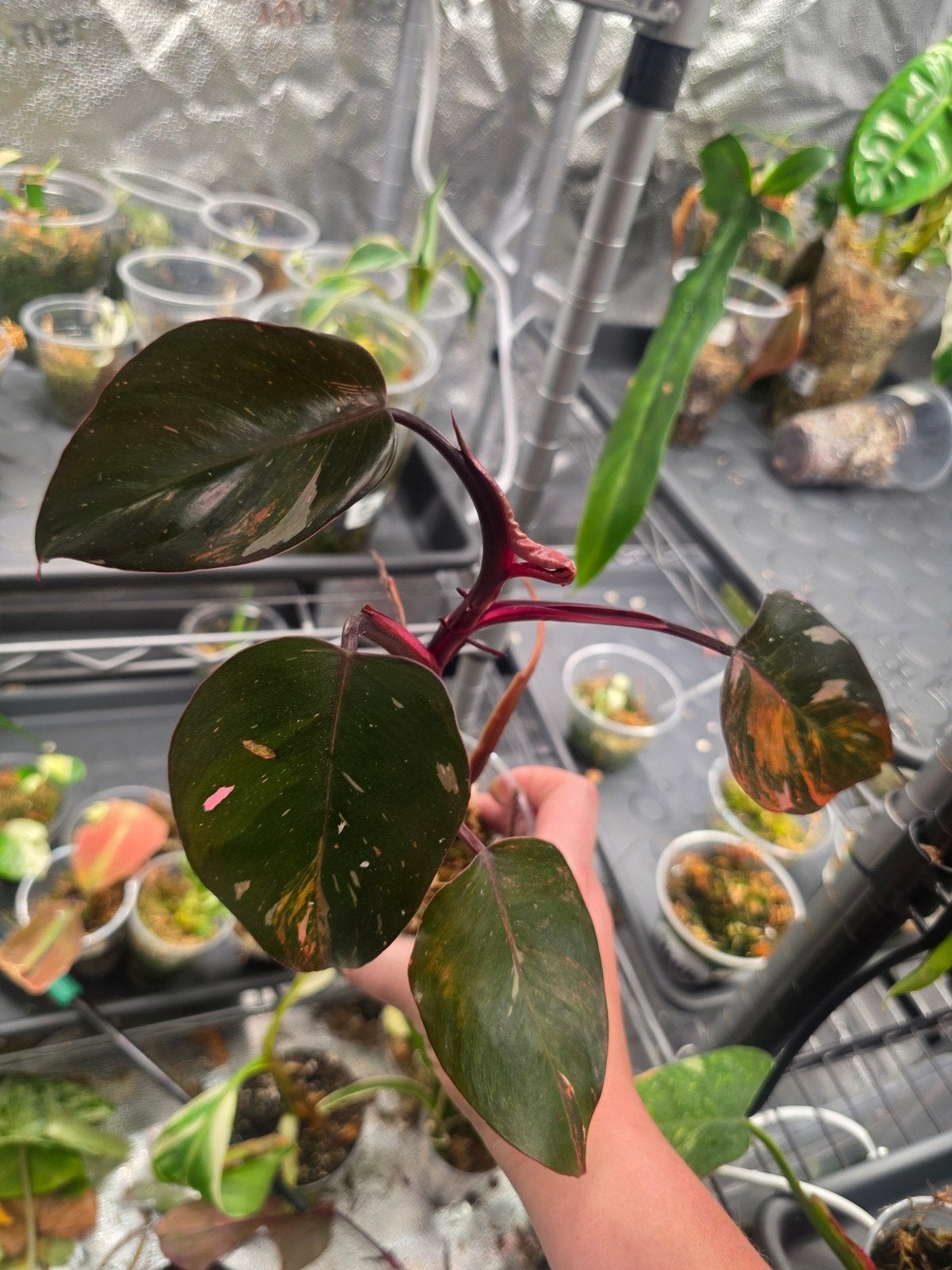 philodendron princes of fire kneusje, Ophalen of Verzenden, Halfschaduw, Minder dan 100 cm