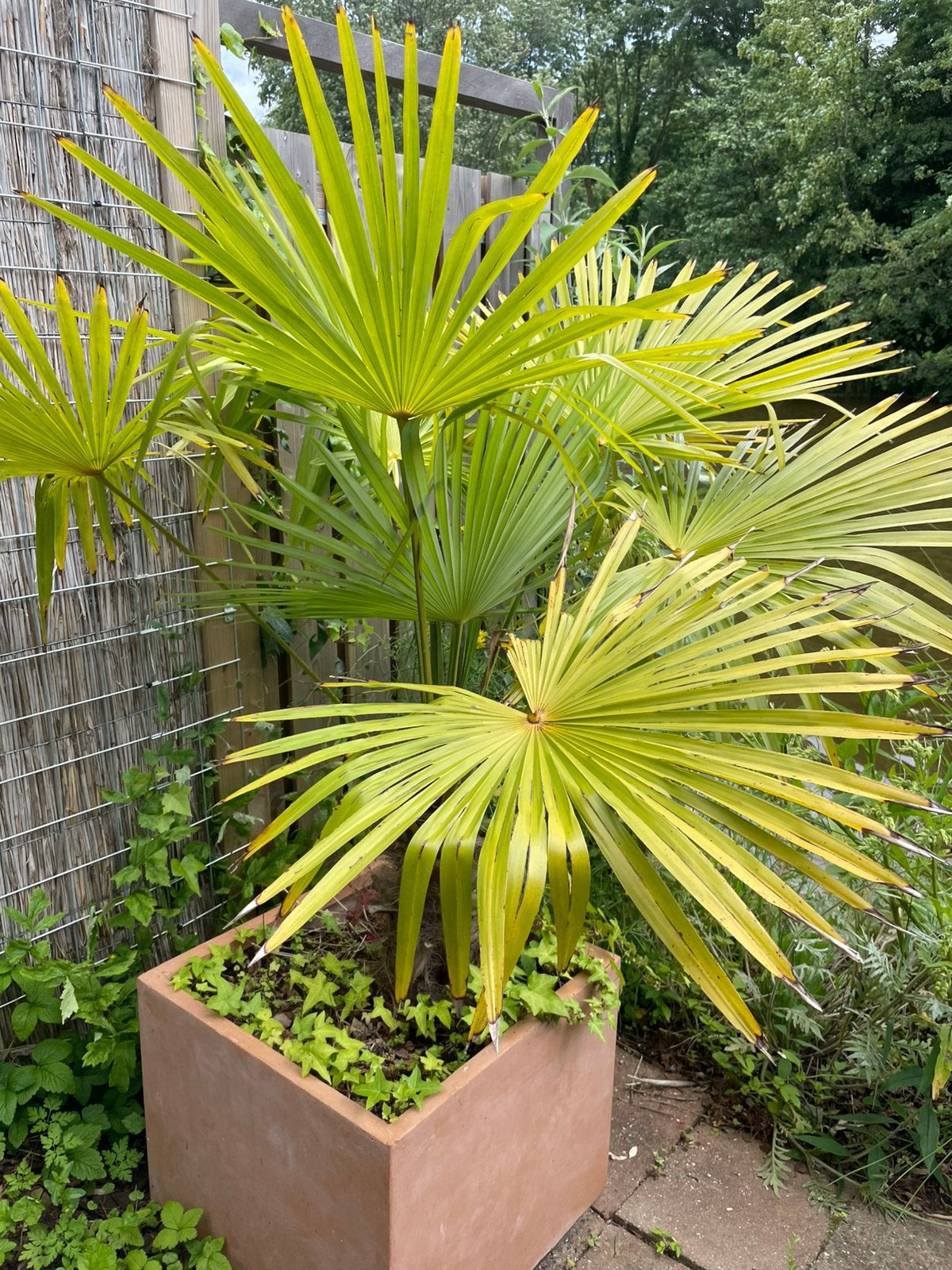 Te koop  grote Chinese waaierpalm in pot, Ophalen, Overige soorten, Volle zon