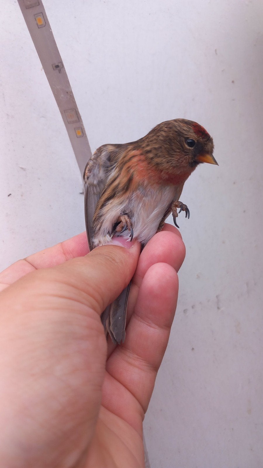 Koppel kleine barmsijs, Meerdere dieren, Wildzangvogel, Geringd