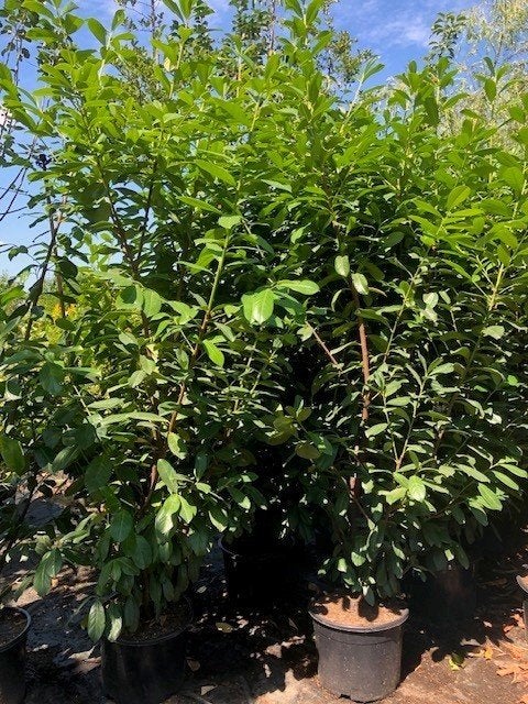 Haag Laurier, Prunus Novita 225-250 cm hoog € 29,50, Ophalen, Laurier, Haag, 100 tot 250 cm