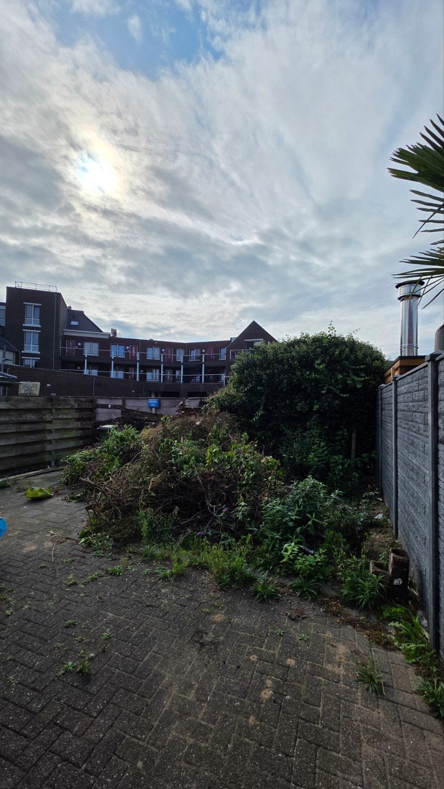 Grote hoeveelheid gesnoeide Klimop (Hedera helix), Tuin en Terras, Vaste plant, Ophalen of Verzenden, Halfschaduw, Klimplanten