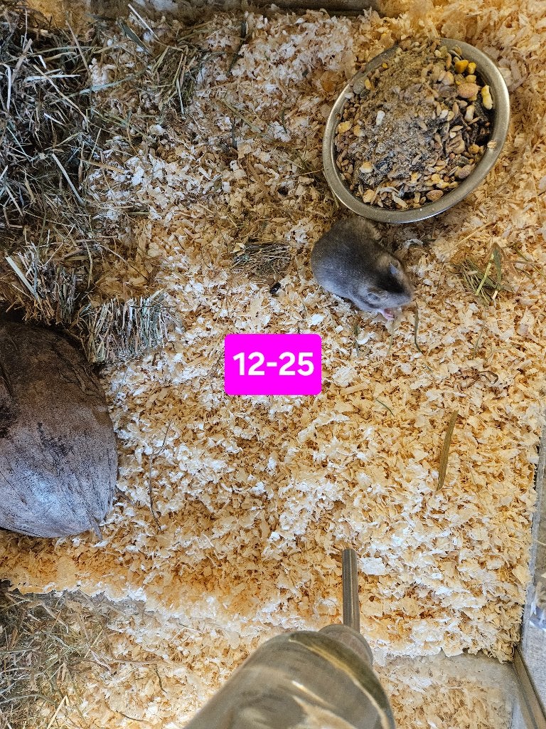 Mesocricetus auratus Goud Hamster, Maart, Meerdere dieren, Hamster