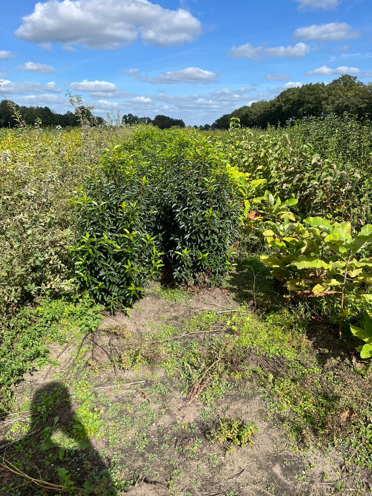 PORTUGESE LAURIER – MOOIE GROENE HAAGPLANTEN, Ophalen, Laurier, 100 tot 250 cm