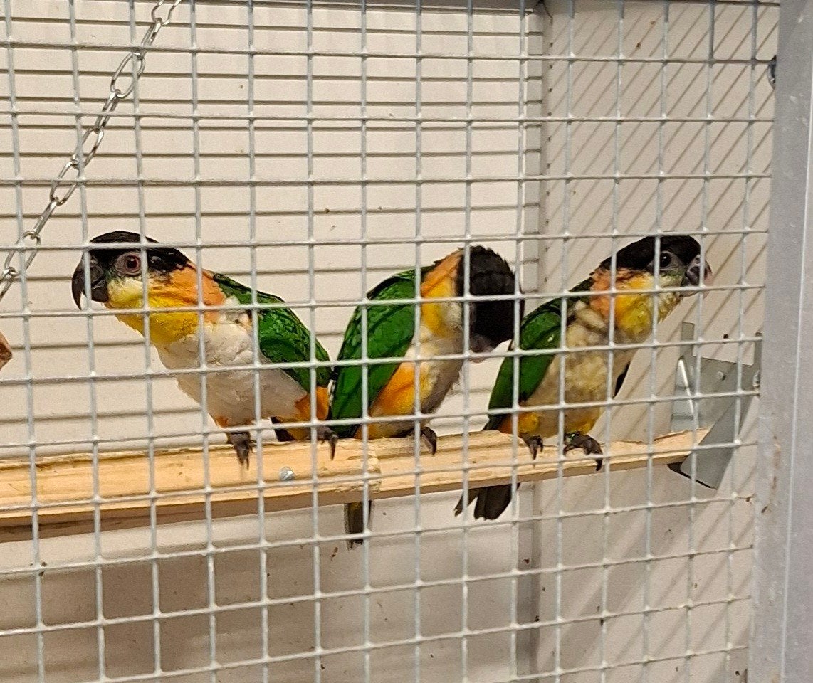 zwartkop caique ruilen , niks te koop !, Meerdere dieren, Papegaai, Geringd