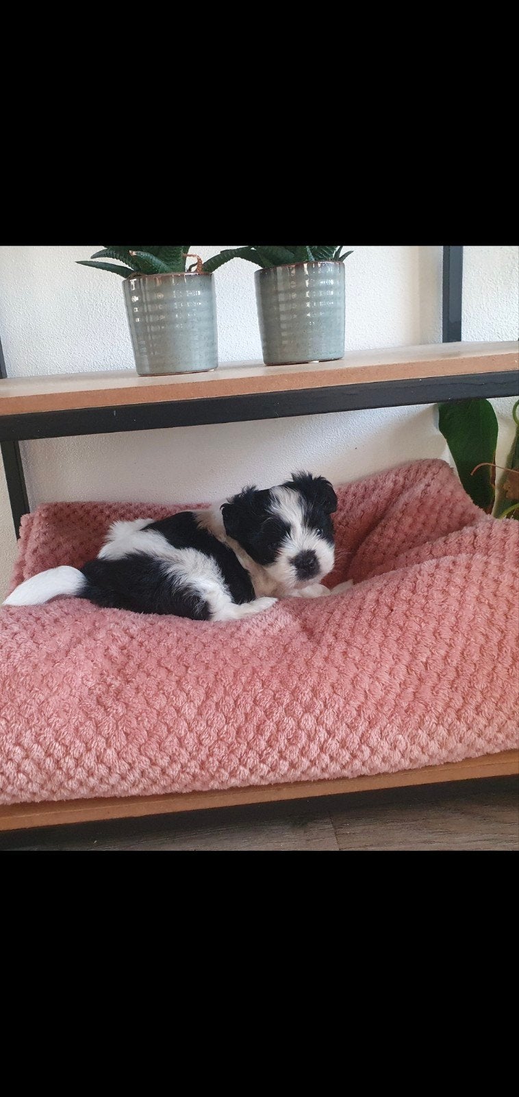 Super lief shih-tzu puppy (reutje) te koop, 8 tot 15 weken, Meerdere, CDV (hondenziekte), Nederland