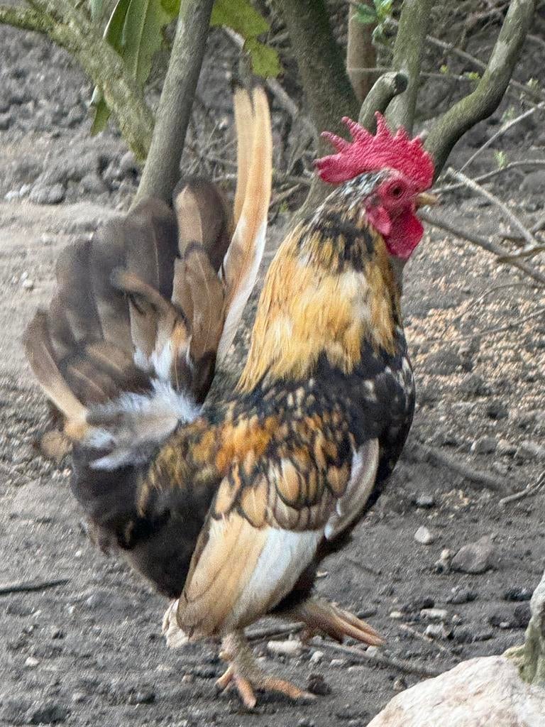 Serama Haan gratis, Dieren en Toebehoren, Mannelijk, Kip