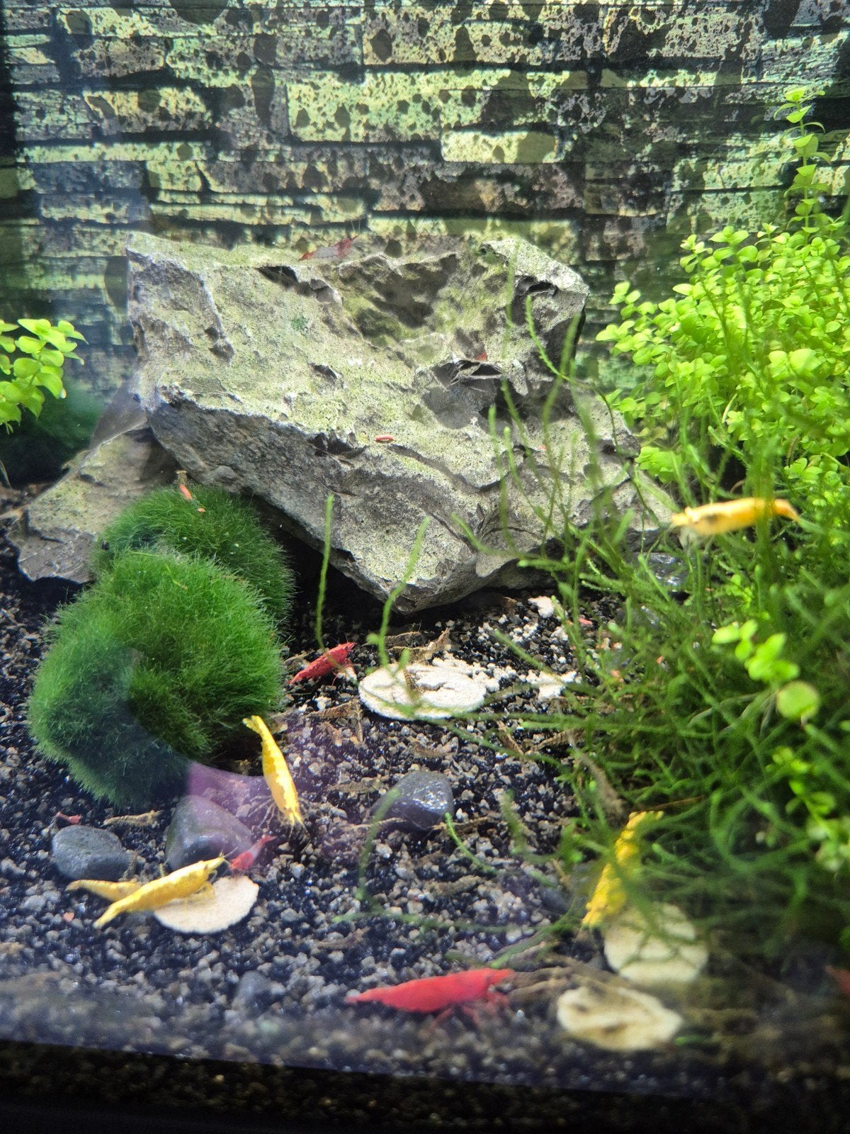 mixed neocardina garnalen, Dieren en Toebehoren, Vissen | Aquariumvissen, Kreeft, Krab of Garnaal