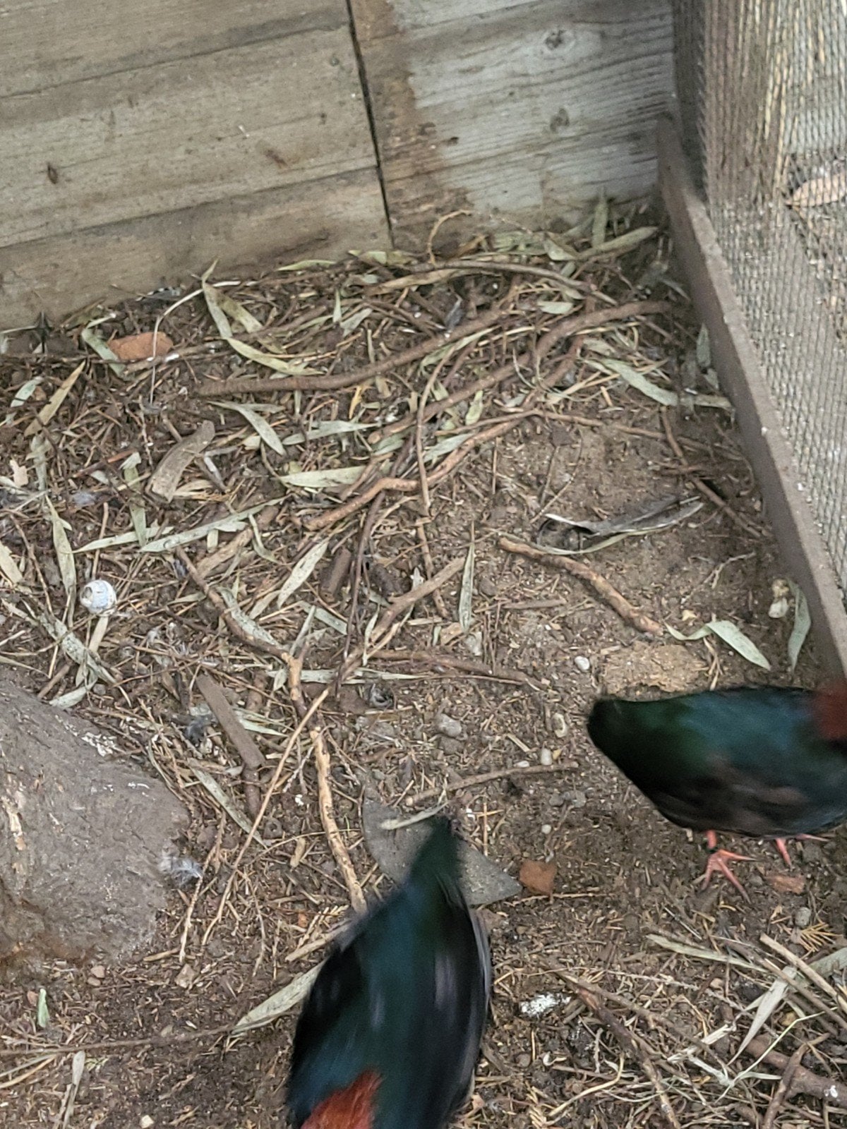 roul roul haantjes op kleur, Dieren en Toebehoren, Mannelijk, Geringd