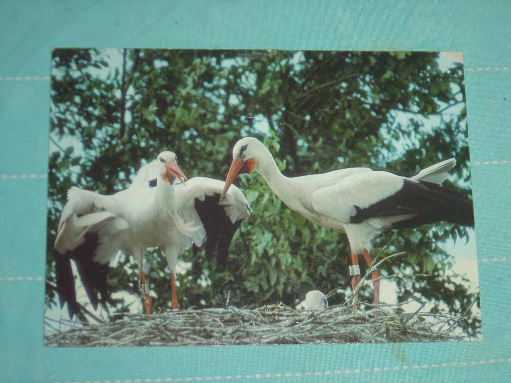 19) Kleuren ansichtkaart  Ooievaarsdorp Groot Ammers, Ophalen of Verzenden, 1980 tot heden, Gelopen, Noord-Holland