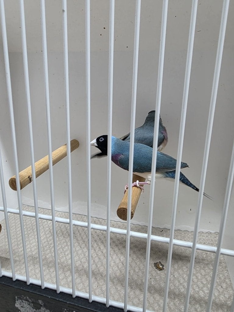Koppels gouldamadines, Dieren en Toebehoren, Meerdere dieren, Tropenvogel, Geringd
