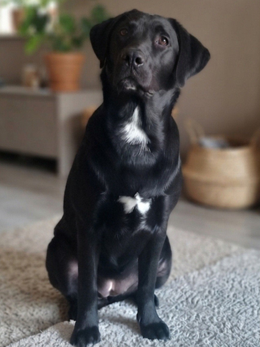 Luna 3Luik!, Dieren en Toebehoren, Honden | Niet-rashonden, 15 weken tot 1 jaar, Teef, Parvo, Eén hond