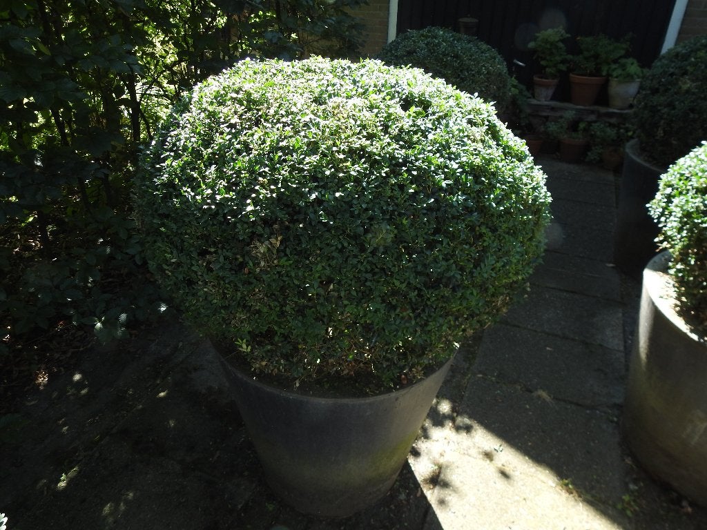 Grote planten potten, 6 stuks, Tuin en Terras, Bloempotten, Ophalen, Kunststof, Gebruikt, 40 cm of meer