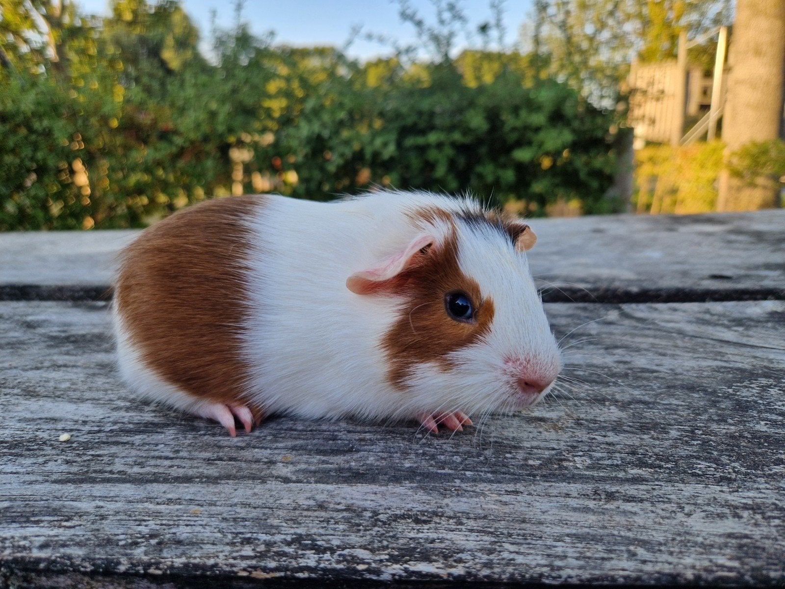 mooie jonge cavia, Dieren en Toebehoren, Knaagdieren, Juli, Mannelijk, Cavia