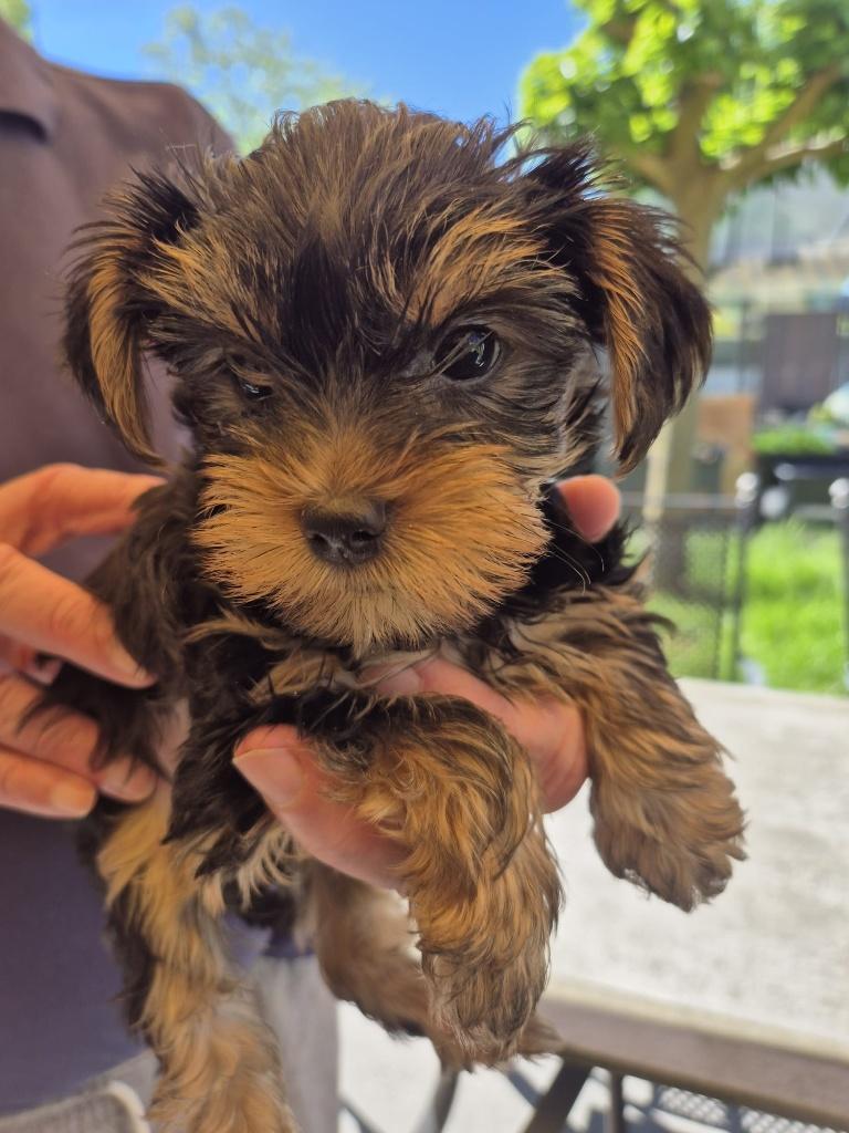 5 yorkshire puppies hebben meer aandacht nodig dan ..., Yorkshire Terriër, Meerdere, Meerdere dieren, Nederland