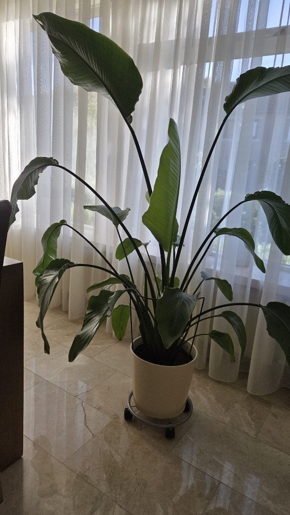Strelitzia  Paradijsvogelplant, Huis en Inrichting, Ophalen, Overige soorten, Halfschaduw, Bloeiende kamerplant