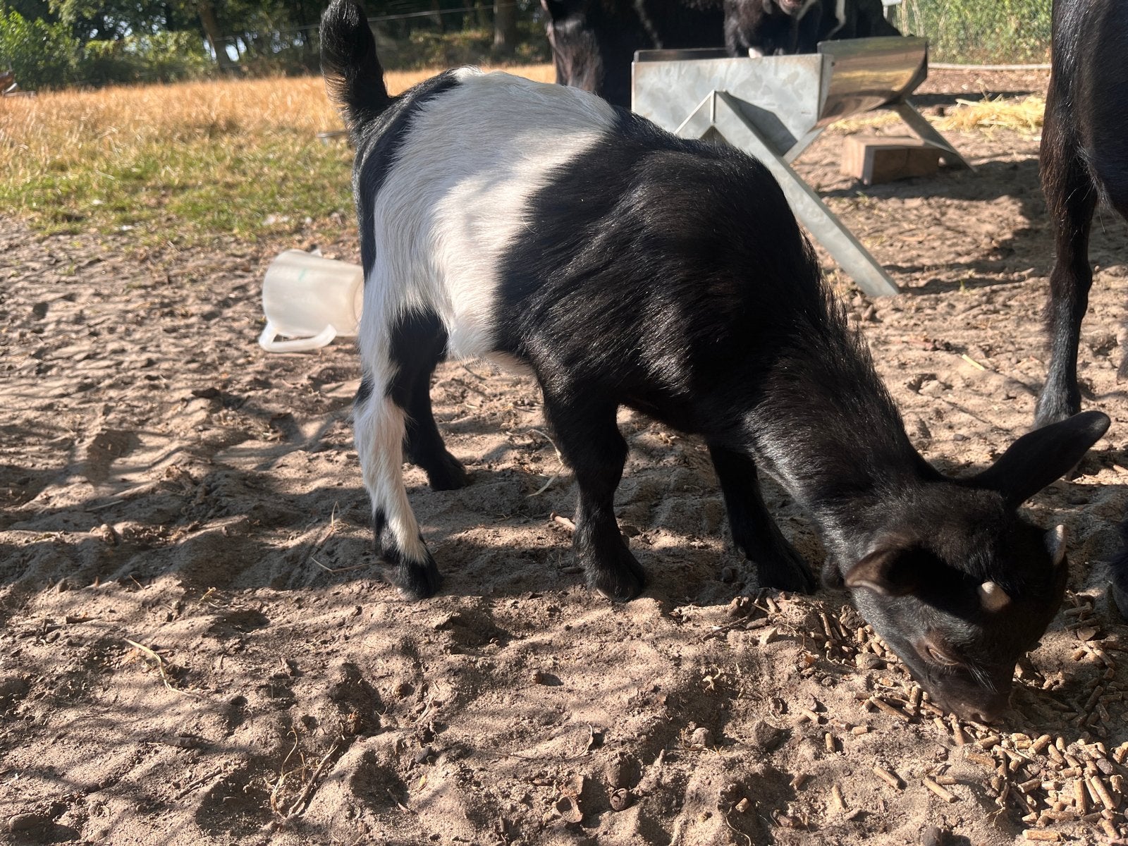 Lakenvelder bokje, Mannelijk, Geit, 0 tot 2 jaar