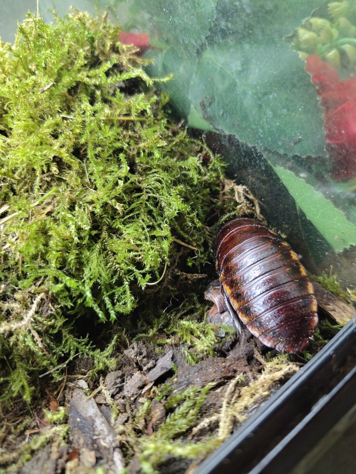 Jonge sissende kakkerlakken (Gromphadorhina portentosa), Overige soorten