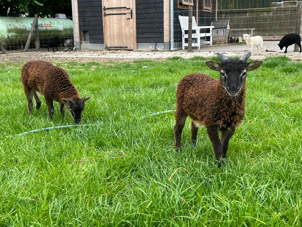 Jonge soay rammen te reserveren, Dieren en Toebehoren, Mannelijk, Schaap, 0 tot 2 jaar