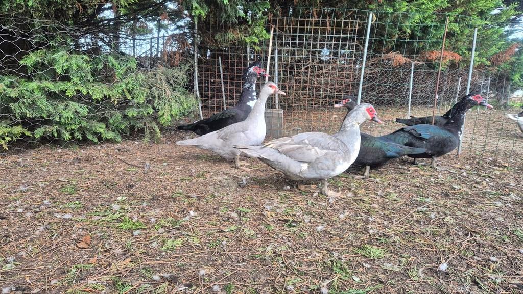 Te koop muskuseenden, Meerdere dieren, Kip