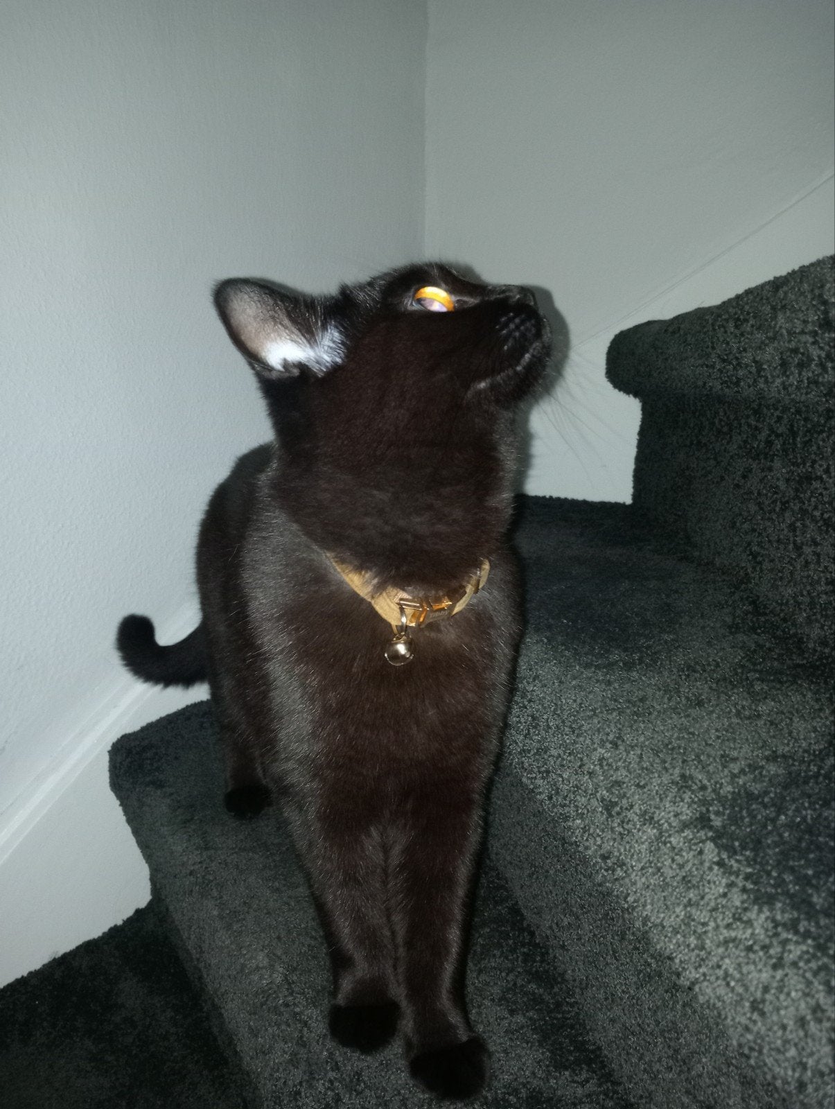 Lief  thuis gezocht voor onze Britse Korthaar, Kater, Kortharig, 0 tot 2 jaar
