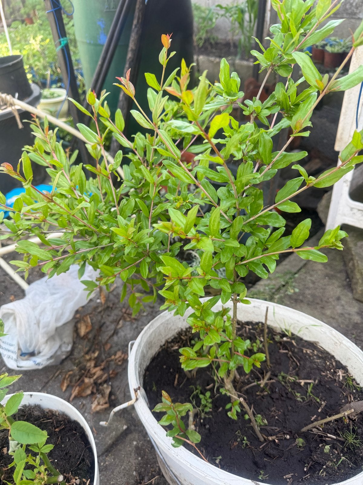 Granaatappel plantje - Jonge Punica Granatum boom, Tuin en Terras, Planten | Tuinplanten, Volle zon, Vaste plant, Ophalen of Verzenden