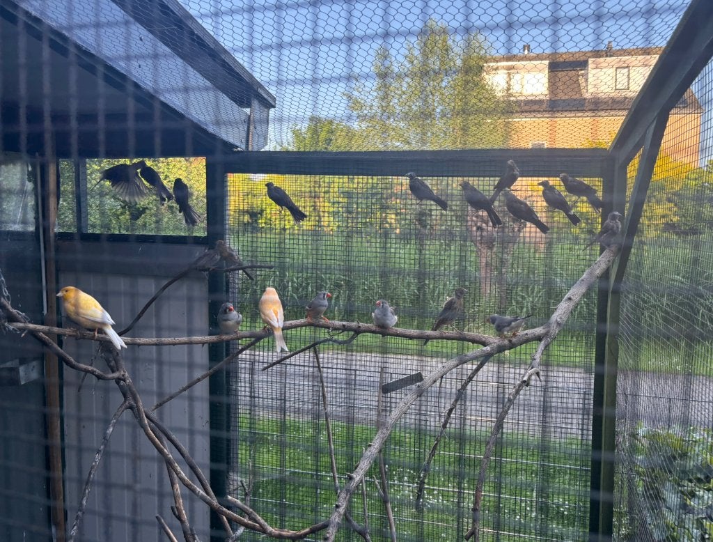 Mexicaanse roodmussen (meerdere), Verzamelen, Ansichtkaarten | Dieren, Vogel, Ophalen