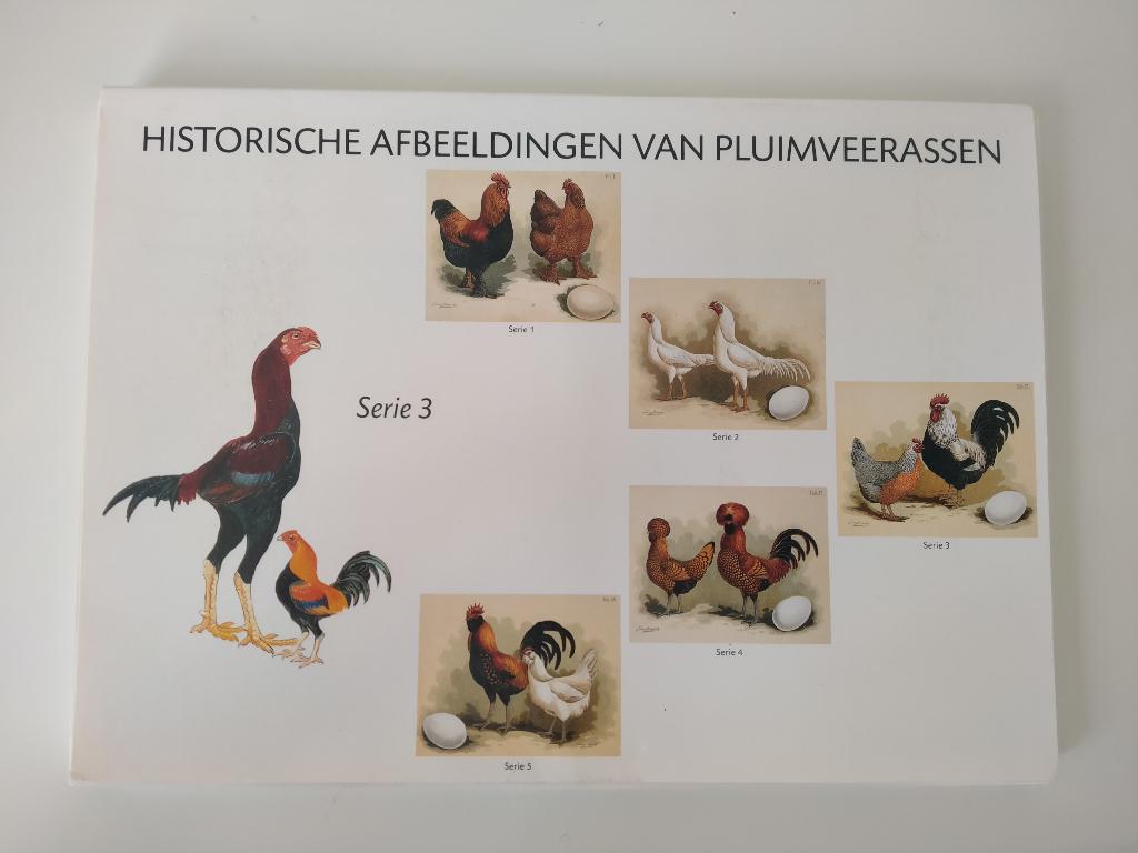 Hoechst historische afbeeldingen van pluimveerassen (kippen), Ophalen of Verzenden, 1960 tot 1980, Zo goed als nieuw, Dier