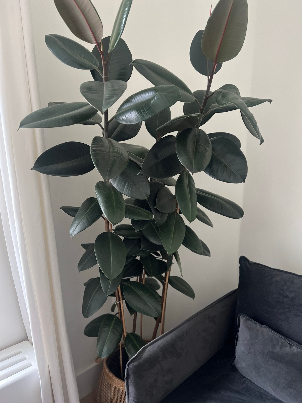 Grote Rubberboom (Ficus elastica 'Abidjan') - 180cm, Ophalen, Ficus, Halfschaduw, 150 tot 200 cm