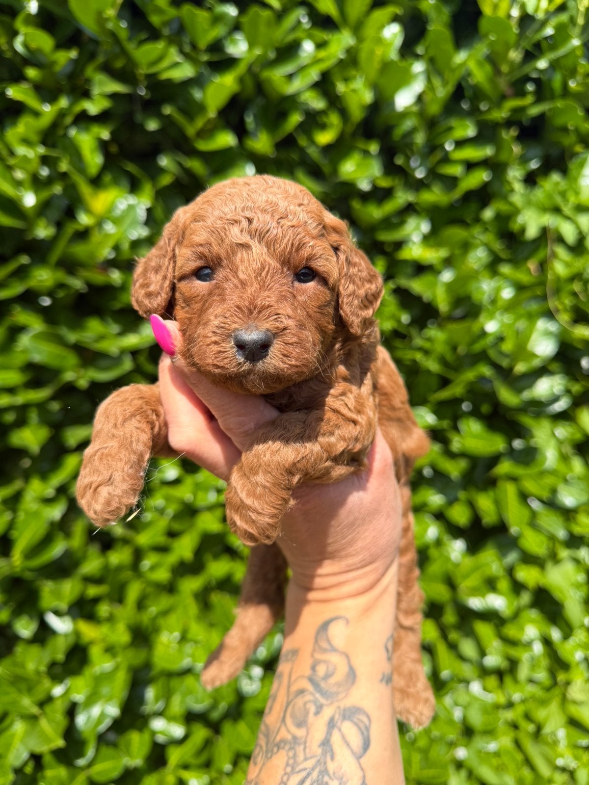 Maltipoo pups abrikoos rood, Parvo, Nederland, Overige rassen, 8 tot 15 weken