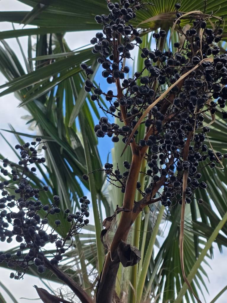 Grote zaadtrossen van de Trachycarpus Fortuneipalm., Tuin en Terras, Bloembollen en Zaden, Ophalen, Gehele jaar, Volle zon