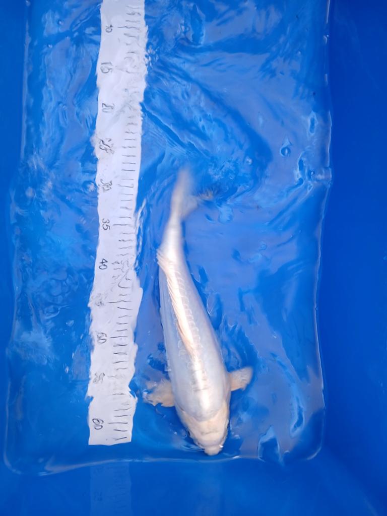 Mooie koi, Karper of Koi