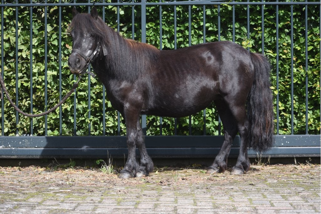 Superbrave grote Stamboek Shetlandemerrie, Dieren en Toebehoren, Merrie, Met stamboom, Niet van toepassing, A pony (tot 1.17m)