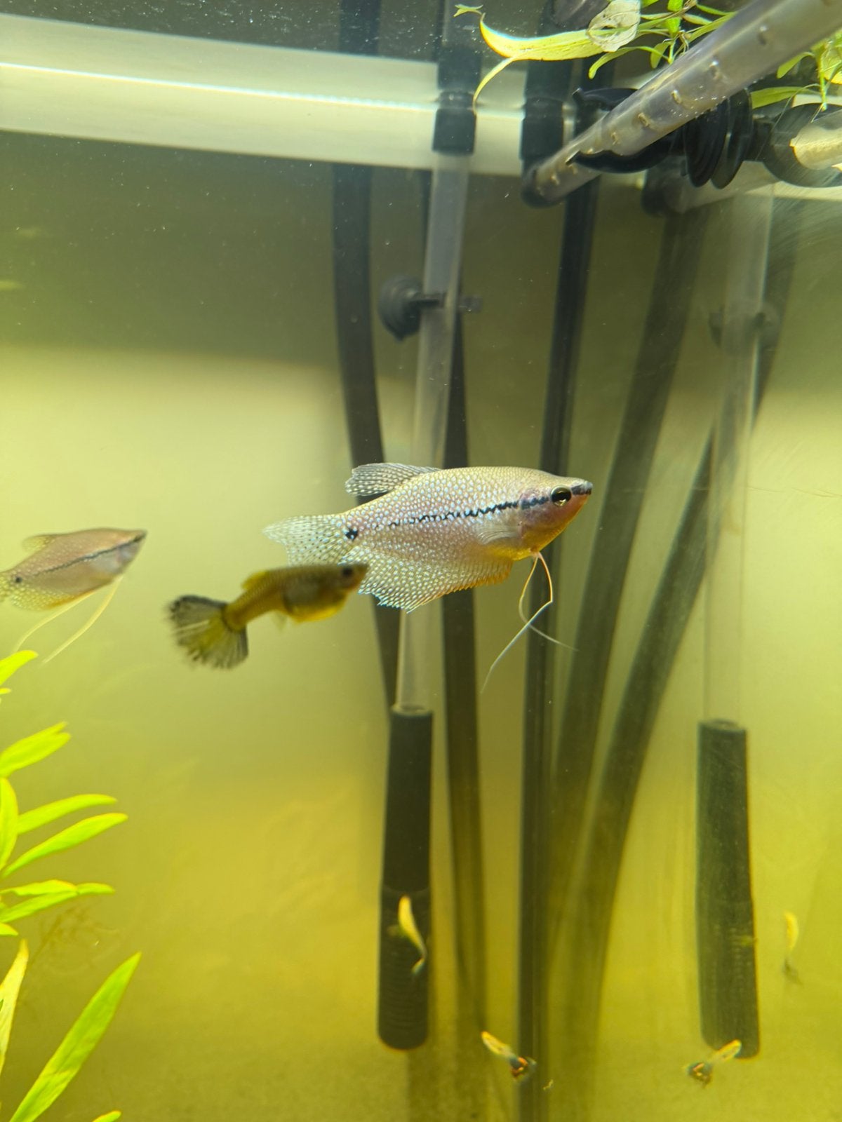 3 diamantgoerami’s – 1 man + 2 vrouwen, Dieren en Toebehoren, Vis, Zoetwatervis