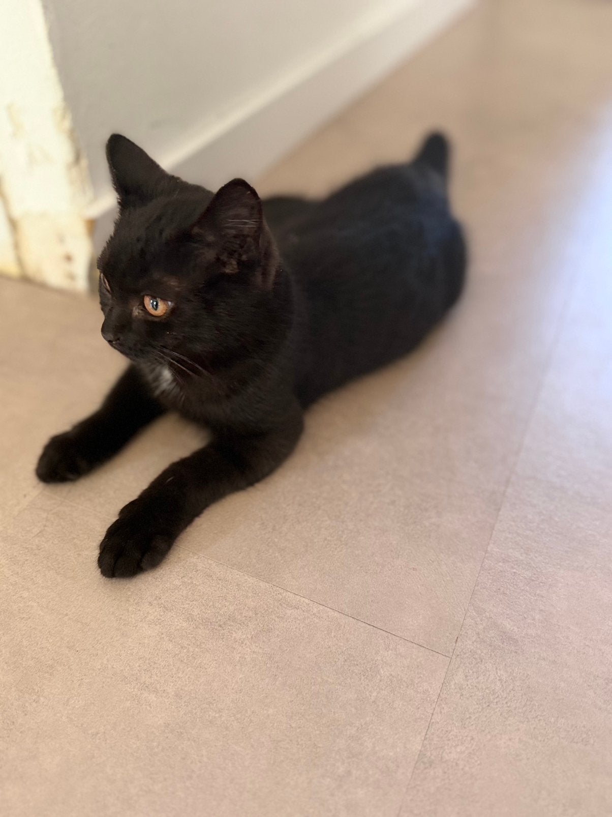 Kitten te koop, Poes