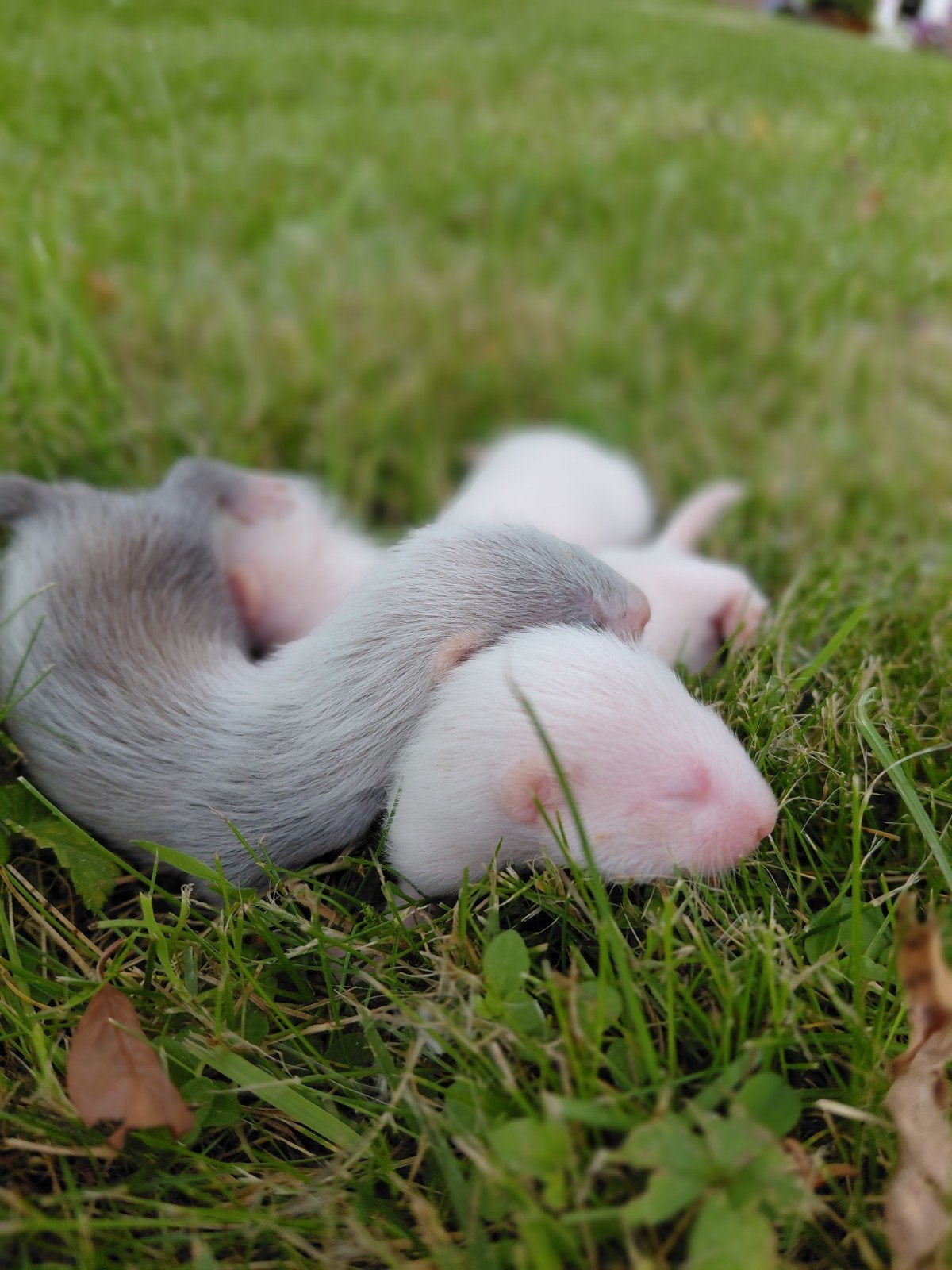 Prachtige pups van microfretjes zoeken nieuw thuis, Meerdere dieren, Kip