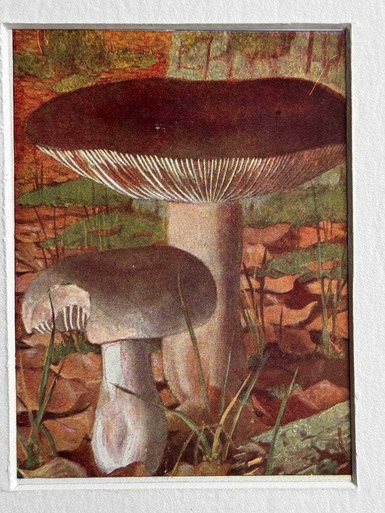 1932 OUD -  grofplaatrussula Russula Noircissante P0690-21, Antiek en Kunst, Kunst | Etsen en Gravures, Ophalen of Verzenden, Overige technieken