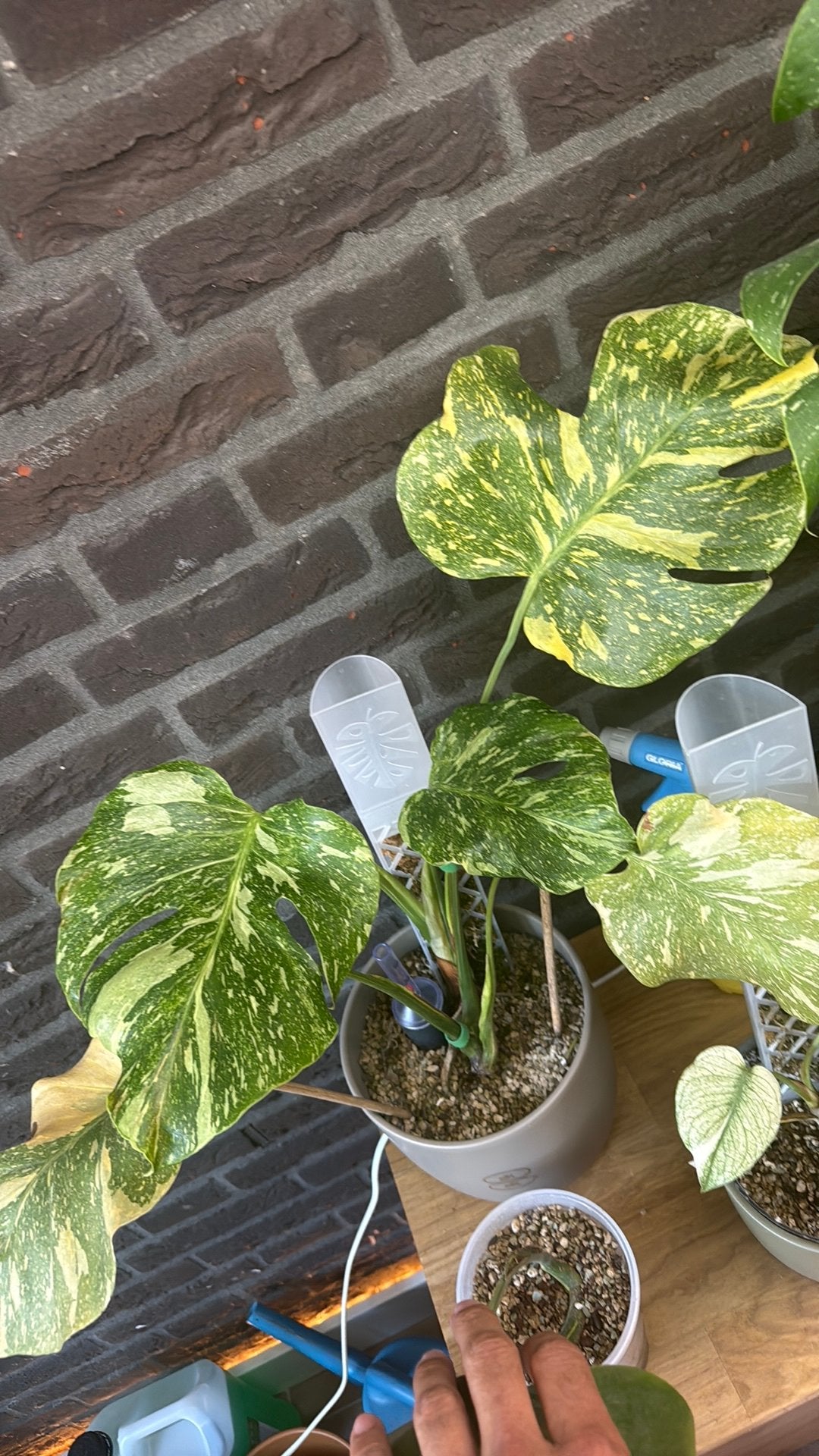 Exclusieve monstera Legacy, Huis en Inrichting, Kamerplanten, Ophalen, Halfschaduw, Minder dan 100 cm