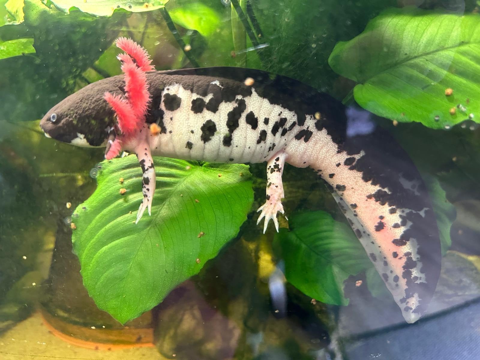 UNIEK; Axotl Extreme, Dieren en Toebehoren, Vissen | Aquariumvissen, Vis