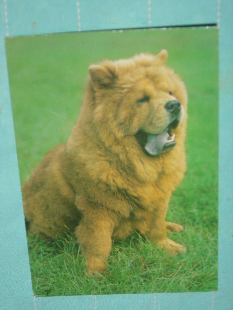17) Kleuren ansichtkaart Hond, Ophalen of Verzenden, 1980 tot heden, Gelopen, Hond of Kat